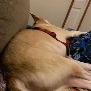 Meet your Posher, Bentlee